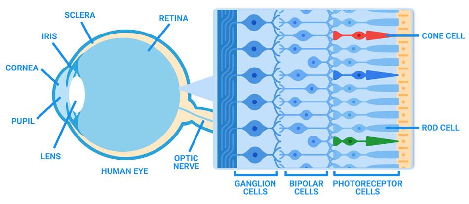 structure-of-the-eye-graphic